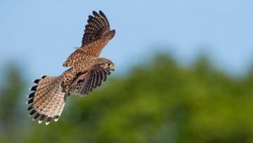 Картинка животные птицы+-+хищники птичка