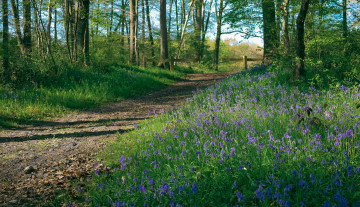 Картинка природа дороги тракт