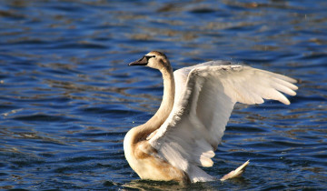 Картинка животные лебеди вода крылья лебедь