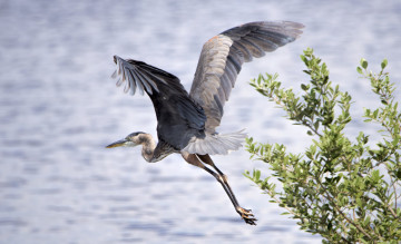 Картинка животные цапли +выпи птичка