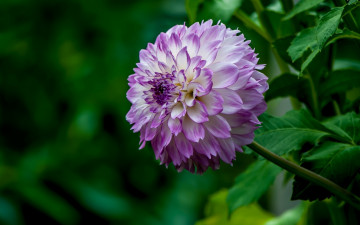 Картинка цветы георгины георгин пестрый шар