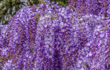 Картинка цветы глициния вистерия гроздья цветение