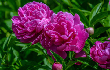 Картинка цветы пионы розовый макро