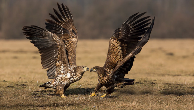 Обои картинки фото животные, птицы - хищники, птичка