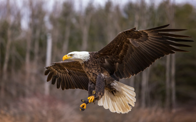 Обои картинки фото животные, птицы - хищники, птичка