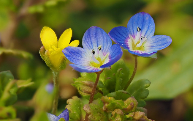 Обои картинки фото цветы, луговые , полевые,  цветы, макро, луговые