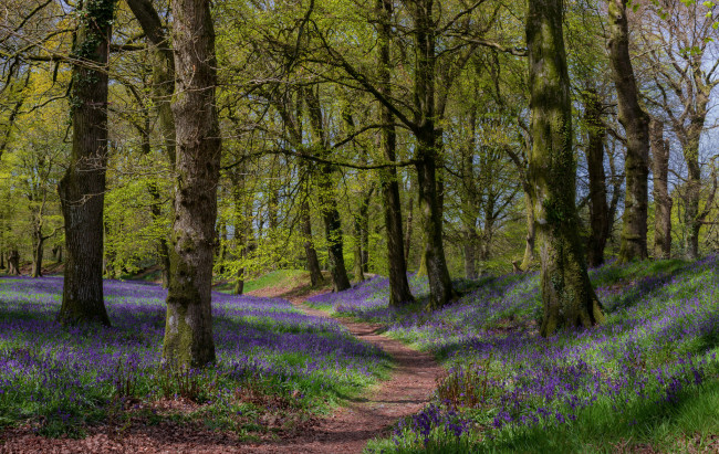 Обои картинки фото природа, дороги, тракт