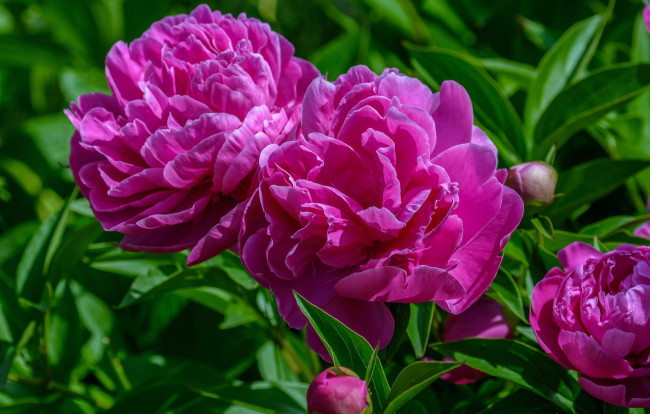 Обои картинки фото цветы, пионы, розовый, макро