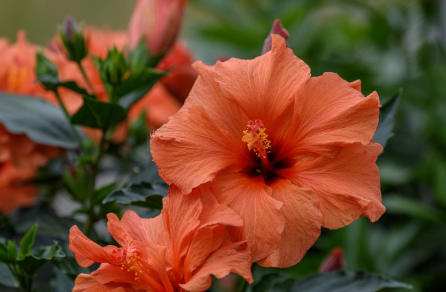 Обои картинки фото цветы, гибискусы, макро, гибискус, лепестки