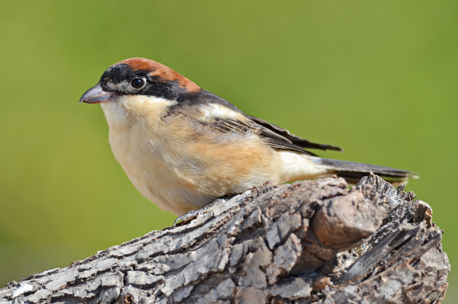 Обои картинки фото животные, птицы, птичка