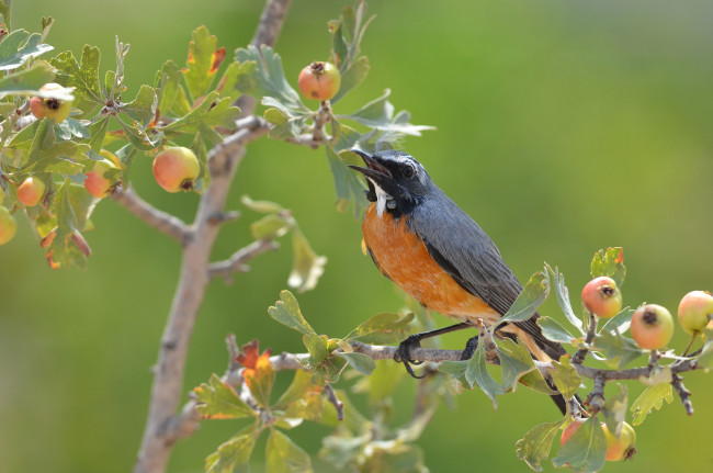 Обои картинки фото животные, птицы, птичка