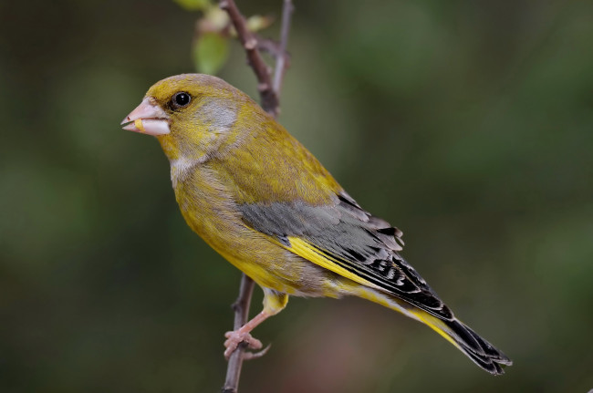 Обои картинки фото животные, птицы, птичка