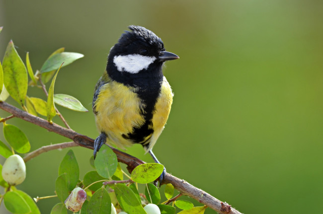 Обои картинки фото животные, синицы,  лазоревки, птичка