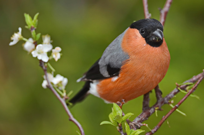 Обои картинки фото животные, снегири, птичка