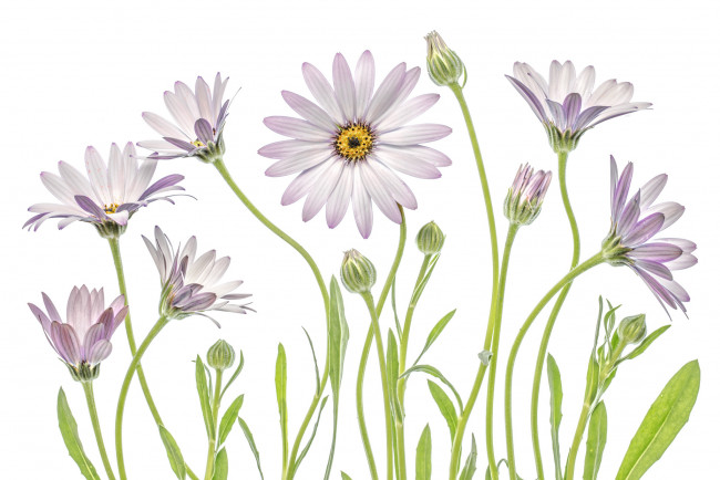 Обои картинки фото цветы, диморфотеки, макро, ромашки