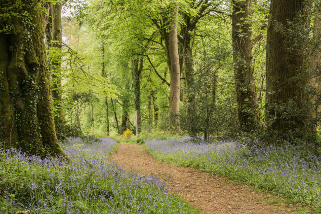 Обои картинки фото природа, дороги, тракт