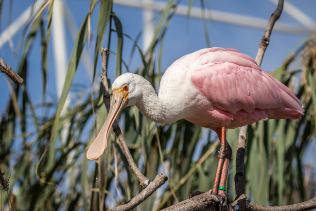Обои картинки фото животные, аисты, птичка