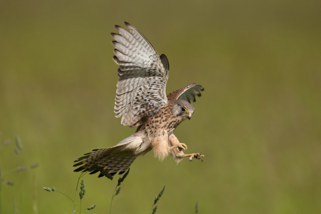 Обои картинки фото животные, птицы - хищники, птичка