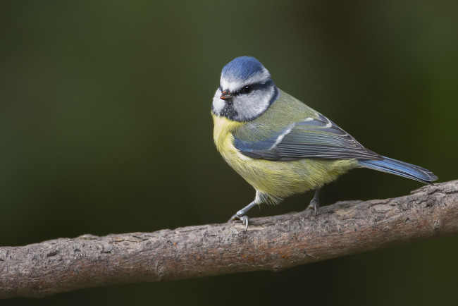 Обои картинки фото животные, синицы,  лазоревки, птичка