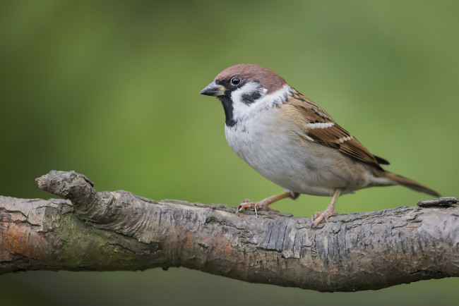 Обои картинки фото животные, воробьи, птичка