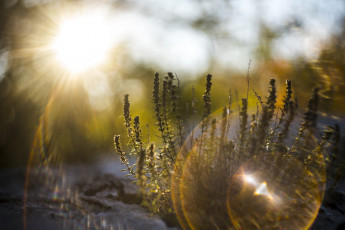 Картинка природа макро трава свет