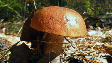 Картинка природа грибы подосиновик