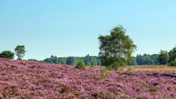 Картинка природа луга вереск