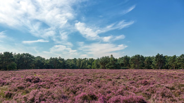 Картинка природа луга вереск