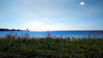 Картинка природа реки озера луг вода маки лето озеро