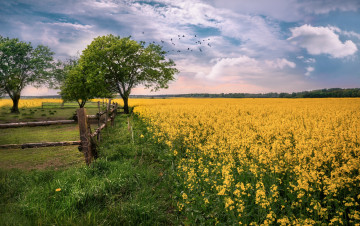 Картинка природа поля простор