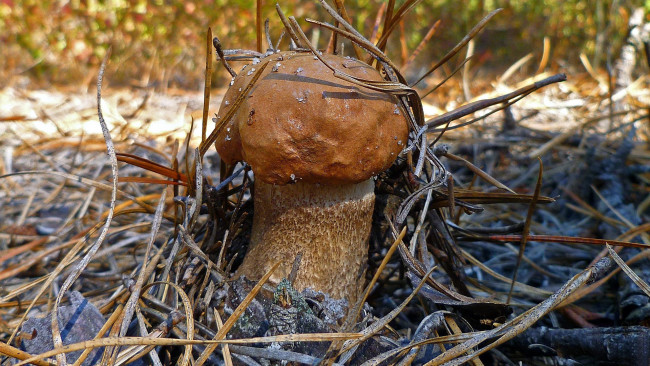 Обои картинки фото природа, грибы, подосиновик