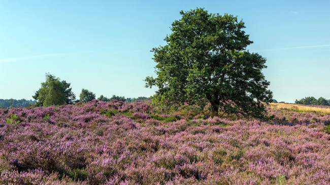 Обои картинки фото природа, луга, вереск