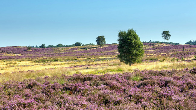 Обои картинки фото природа, луга, вереск