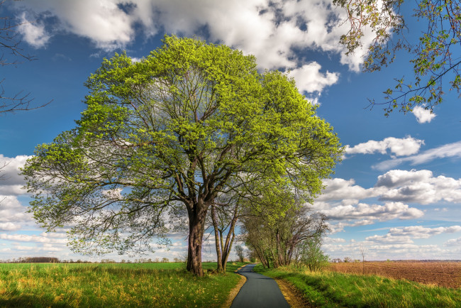 Обои картинки фото природа, деревья, простор