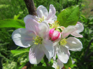 Картинка цветы цветущие+деревья+ +кустарники весна 2018