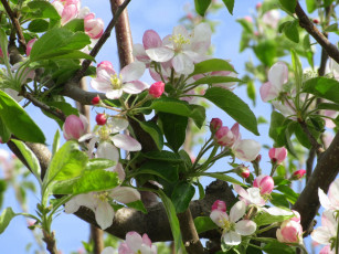 Картинка цветы цветущие+деревья+ +кустарники весна 2018