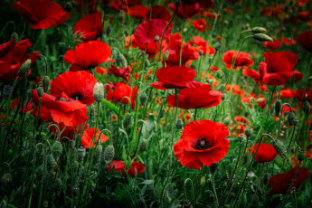 Картинка цветы маки красный луг