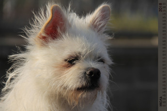 обоя календари, животные, морда, собака, взгляд