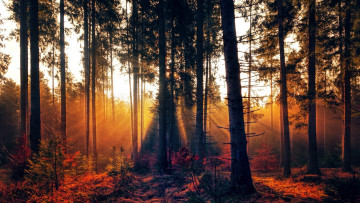 Картинка природа лес сосны