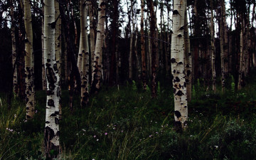 Картинка природа лес роща березы