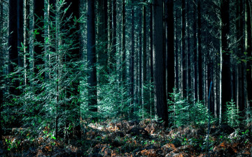 Картинка природа лес сосны