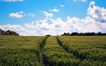 Картинка природа поля лето