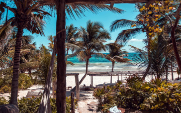 Картинка природа тропики пальмы