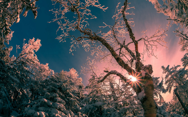 Обои картинки фото природа, деревья, простор