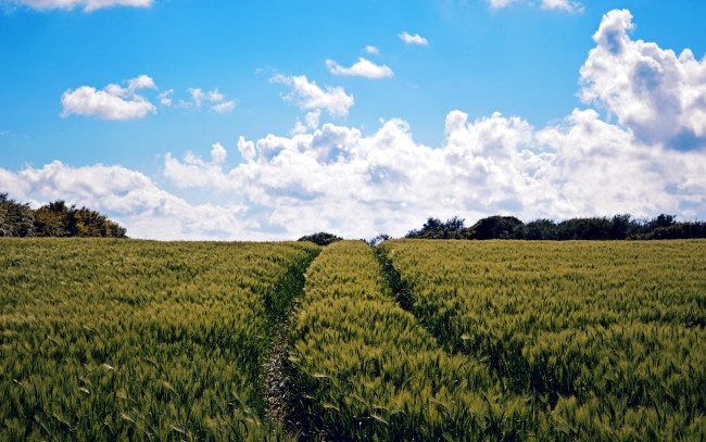 Обои картинки фото природа, поля, лето