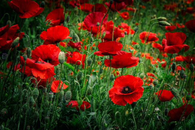 Обои картинки фото цветы, маки, красный, луг