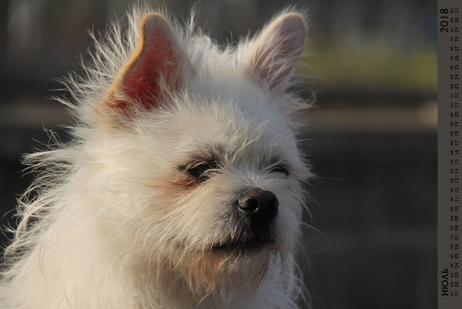 Обои картинки фото календари, животные, морда, собака, взгляд