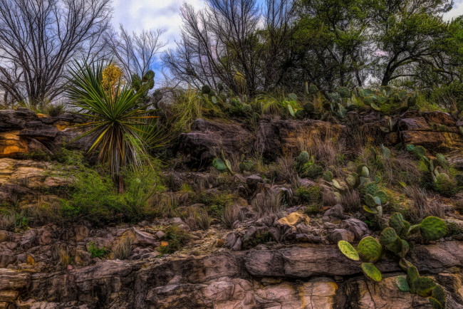 Обои картинки фото природа, деревья, простор