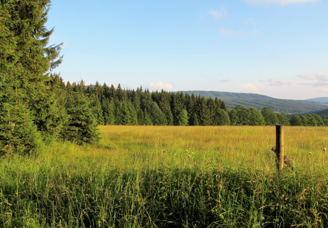 Обои картинки фото природа, луга, лес, луг, трава, деревья