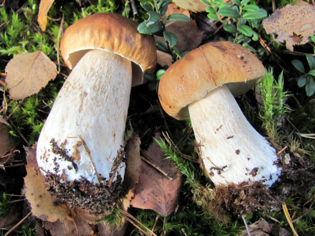 Обои картинки фото еда, грибы,  грибные блюда, лесные, боровики, дуэт